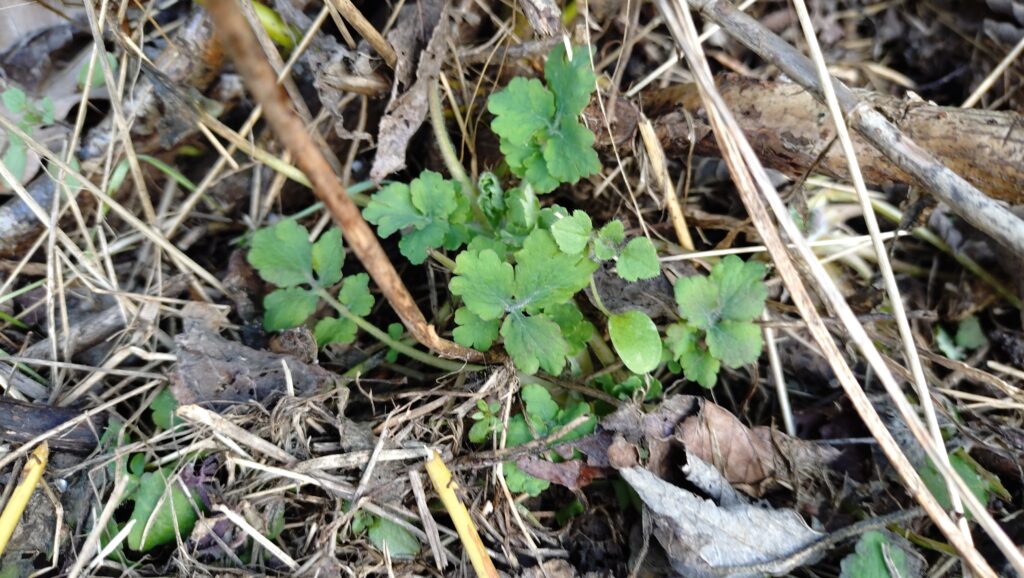 Schöllkraut 2.3.2026